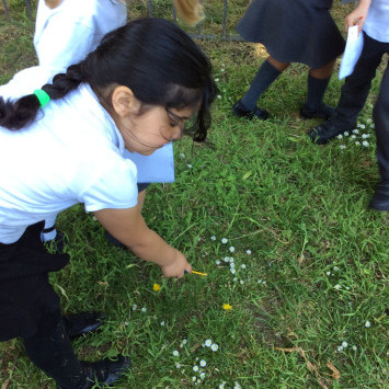 Year 1 Observing Plants