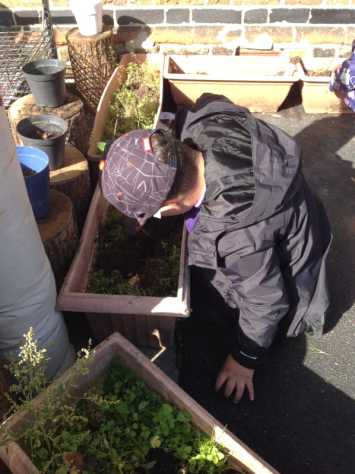 Planting bulbs in Reception