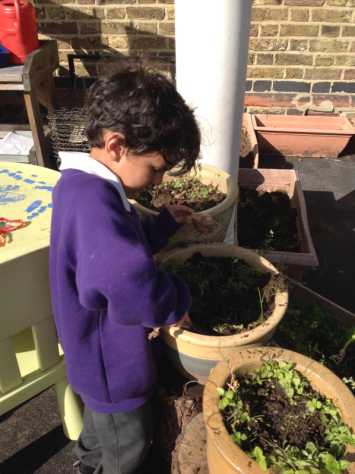 Planting bulbs in Reception