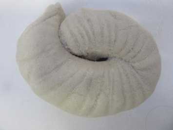 Ammonite fossils in 3M