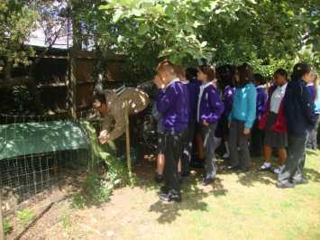 Year Six are buzzing after visit to Hen Corner