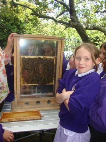 Year Six are buzzing after visit to Hen Corner