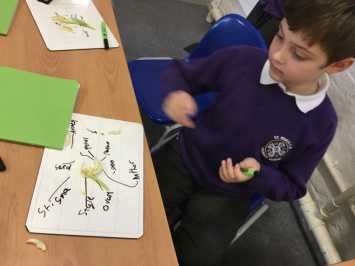 Different Parts of a Flower in 3C