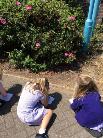 Year 1 Observing Plants