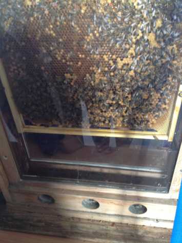 Bees visit 4L