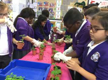 3L learn about fruit and vegetables in Science