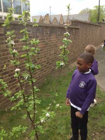 2B observe plants and trees in science