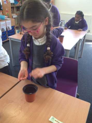 Sowing Cress in 2B