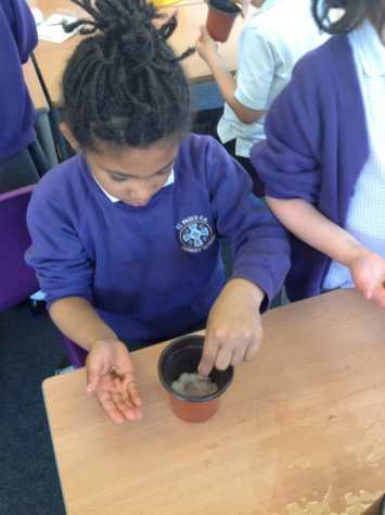 Sowing Cress in 2B