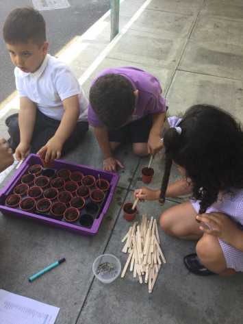 Planting Seeds in 1S