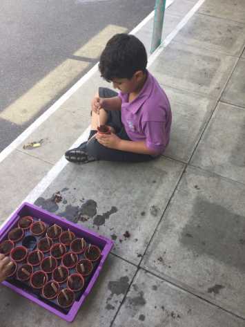 Planting Seeds in 1S